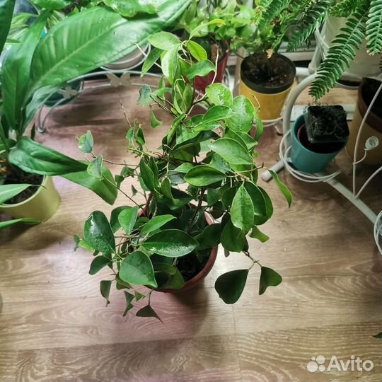 Фикус микрокарпа