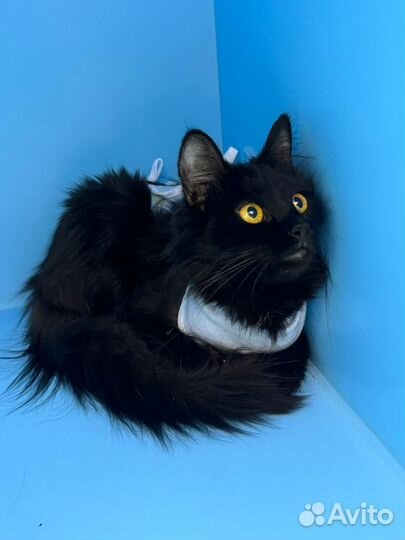 Кошка в дар