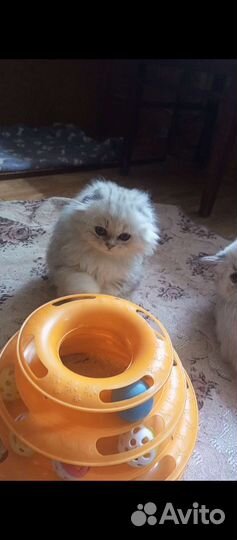 Шотландские котята