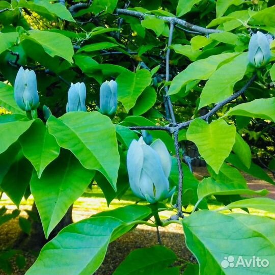 Магнолия на штамбе