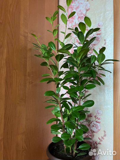 Фикус Мелани