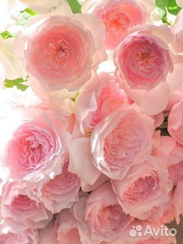 Японские розы