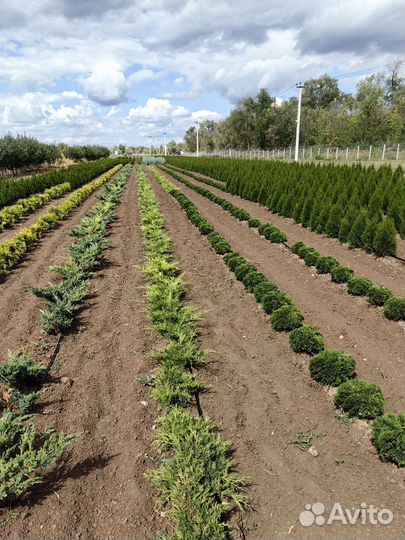 Туи, Можжевельники, Ёлка, Сосна