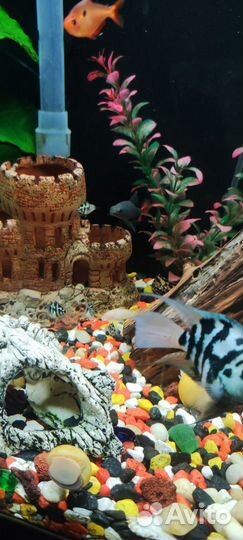 Аквариумная рыбка