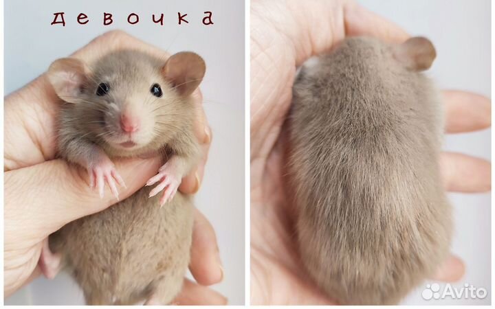 Крыса. Крысята Дамбо. Редкие окрасы