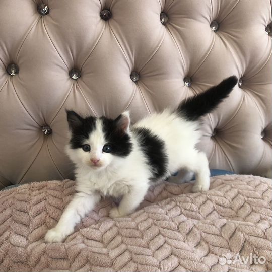 Котята мейн кун
