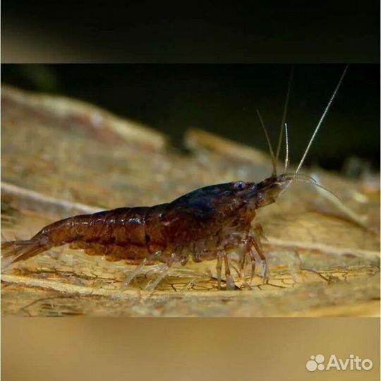 Аквариумные креветки
