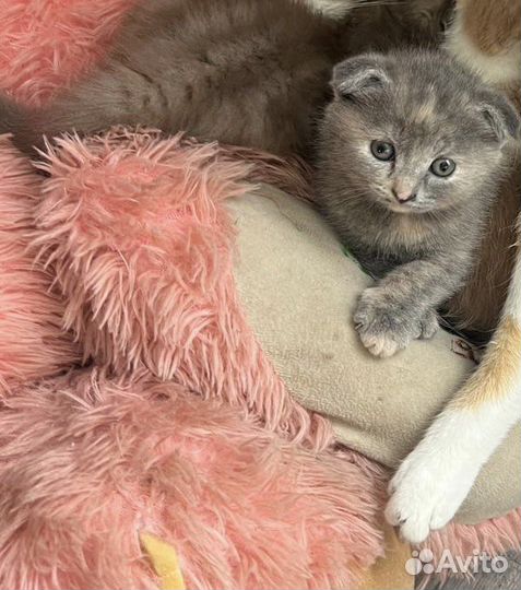 Отдам котят