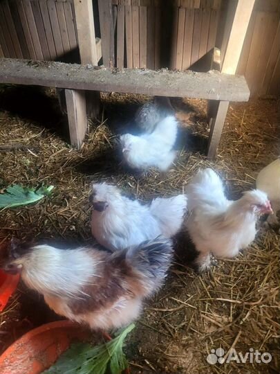 Бойцовые петухи