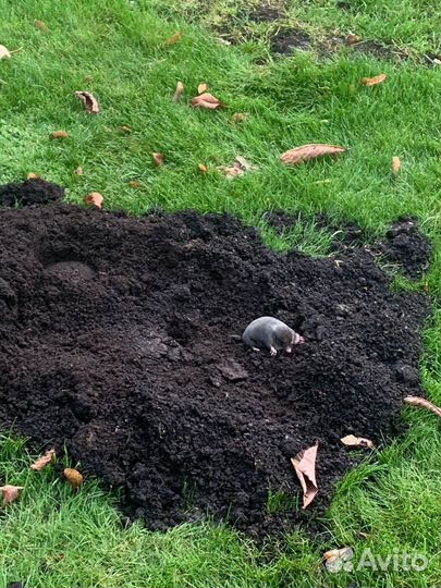 Дезинфектор Уничтожение / Тараканы/ Клопы/Плесень