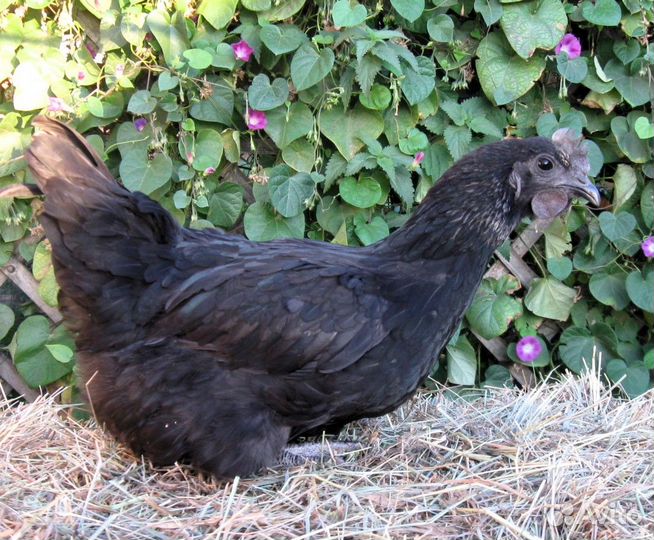 Леггорн.окрас 