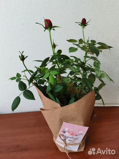 Роза комнатная домашняя