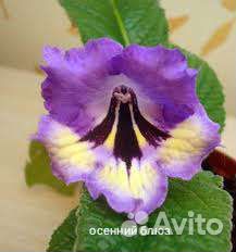 Стрептокарпусы