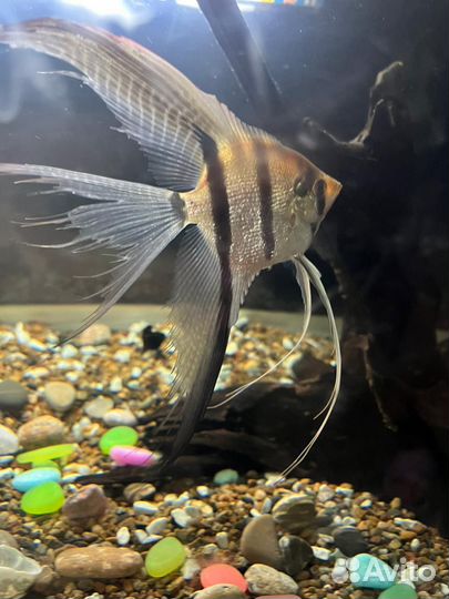 Аквариумные рыбки