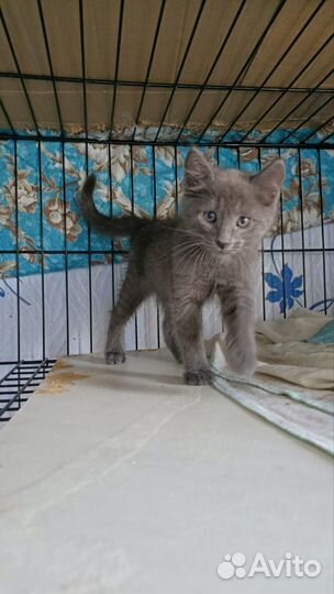 Красивые котята