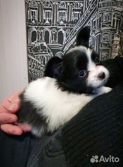 Папийон Девочка