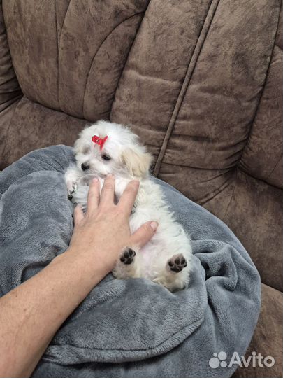 Мини мальтипу