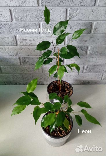 Фикусы, папоротники