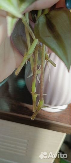 Каллизия зеленая, традесканция квадриколор