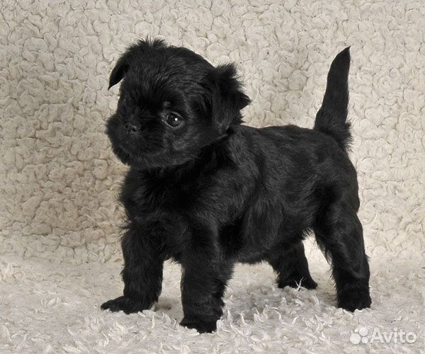 Щенки аффенпинчера