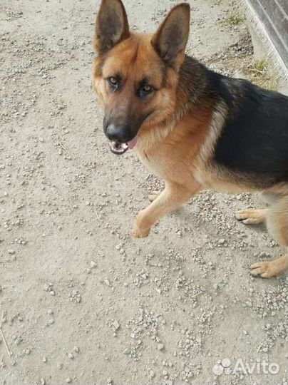 Немецкая овчарка вязка