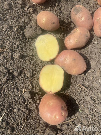 Картофель с Личного Подсобного Хозяйства