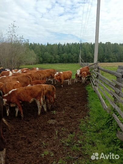 Коровы бычки Телята