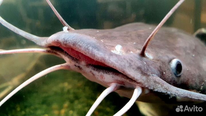 6 января Новогодняя экскурсия на сомовую ферму