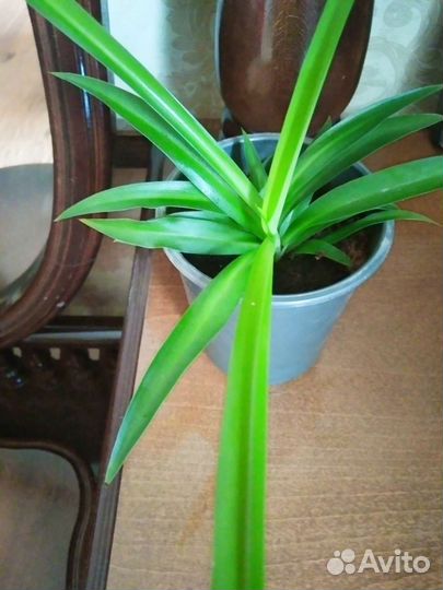 Хлорофитум