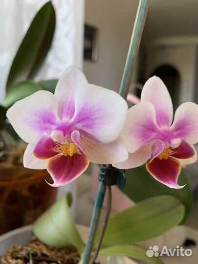 Орхидея фаленопсис 