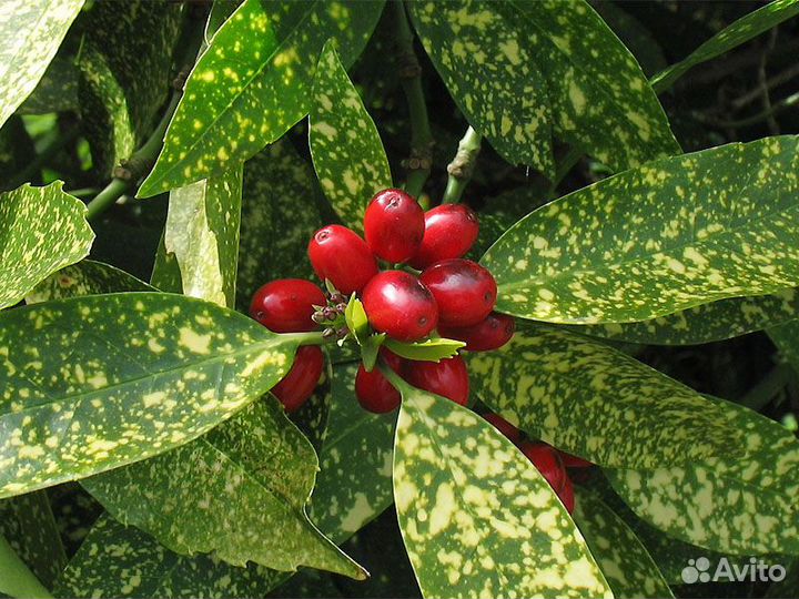 Цветы пальма аукуба золотое дерево денежное