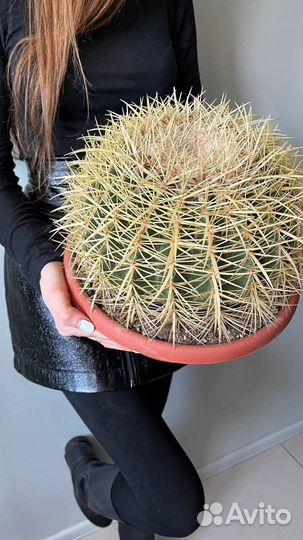 Кактус, редкий, в наличии, суккулент