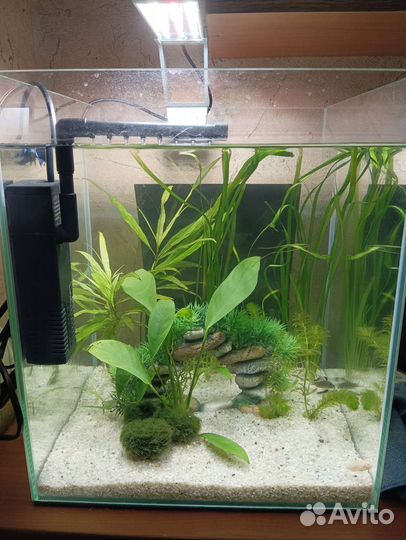 Обслуживание аквариумов/аквариум под ключ