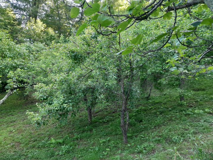 Участок 9 сот. (СНТ, ДНП)