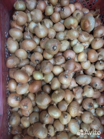 Лук семейный на посадку