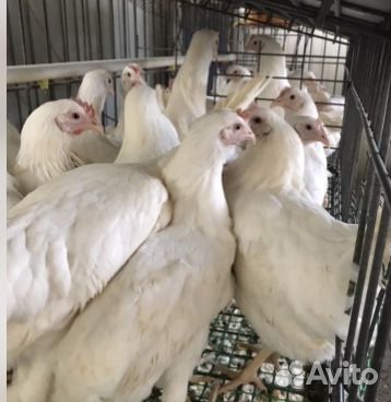 Куры Несушки