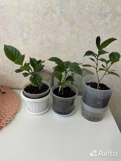 Табернемонтана, Гардения жасминовидная