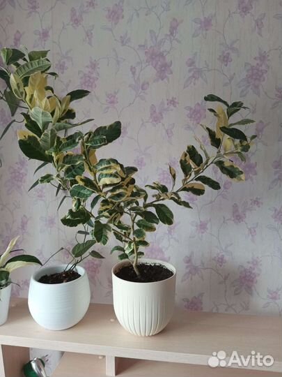 Лимон эврика пинк