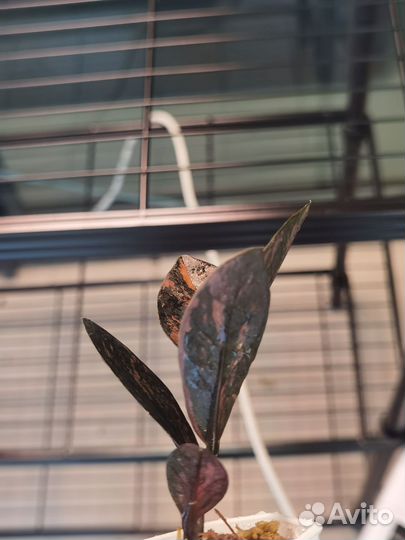 Замиокулькас вариегатный блек пинк оранж