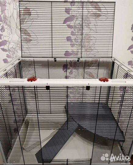 Крысы сфинксы