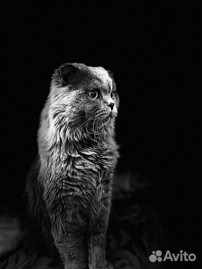Британский кот на вязку