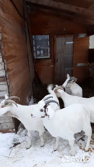 Бурский козлик