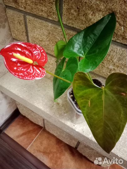 Антуриум Модурал,крупномер