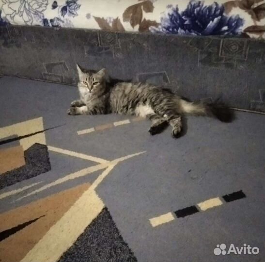 Няша ищет дом