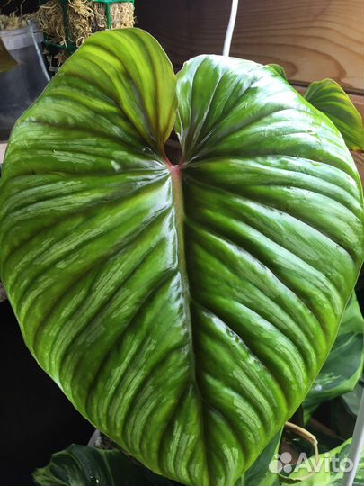 Philodendron plowmani
