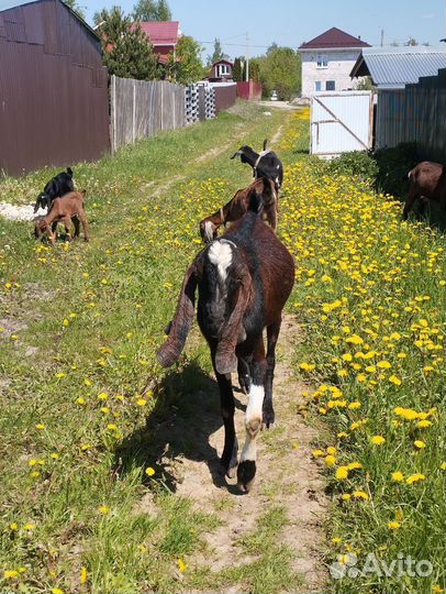Козел камори-нубийский
