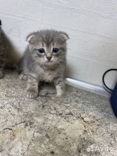 Британская вислоухая