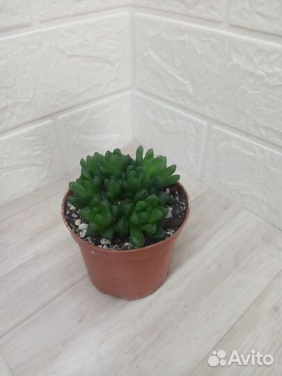 Суккуленты