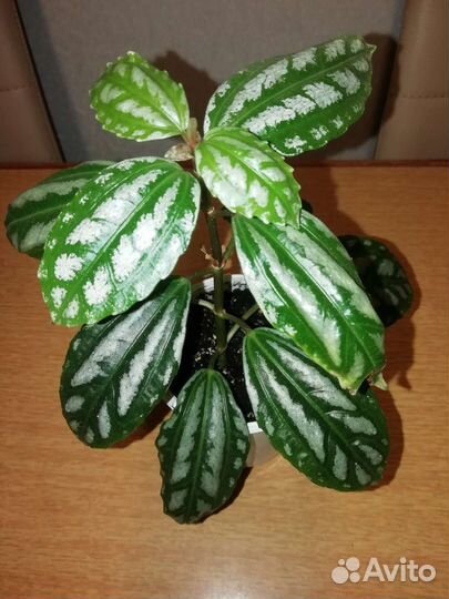 Пилея Кадиера (серебряная) Хатиора, хлорофитум куд