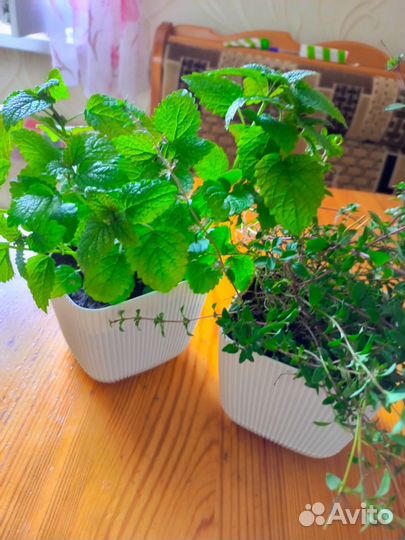 Пряные травы/ящик с пряными травами